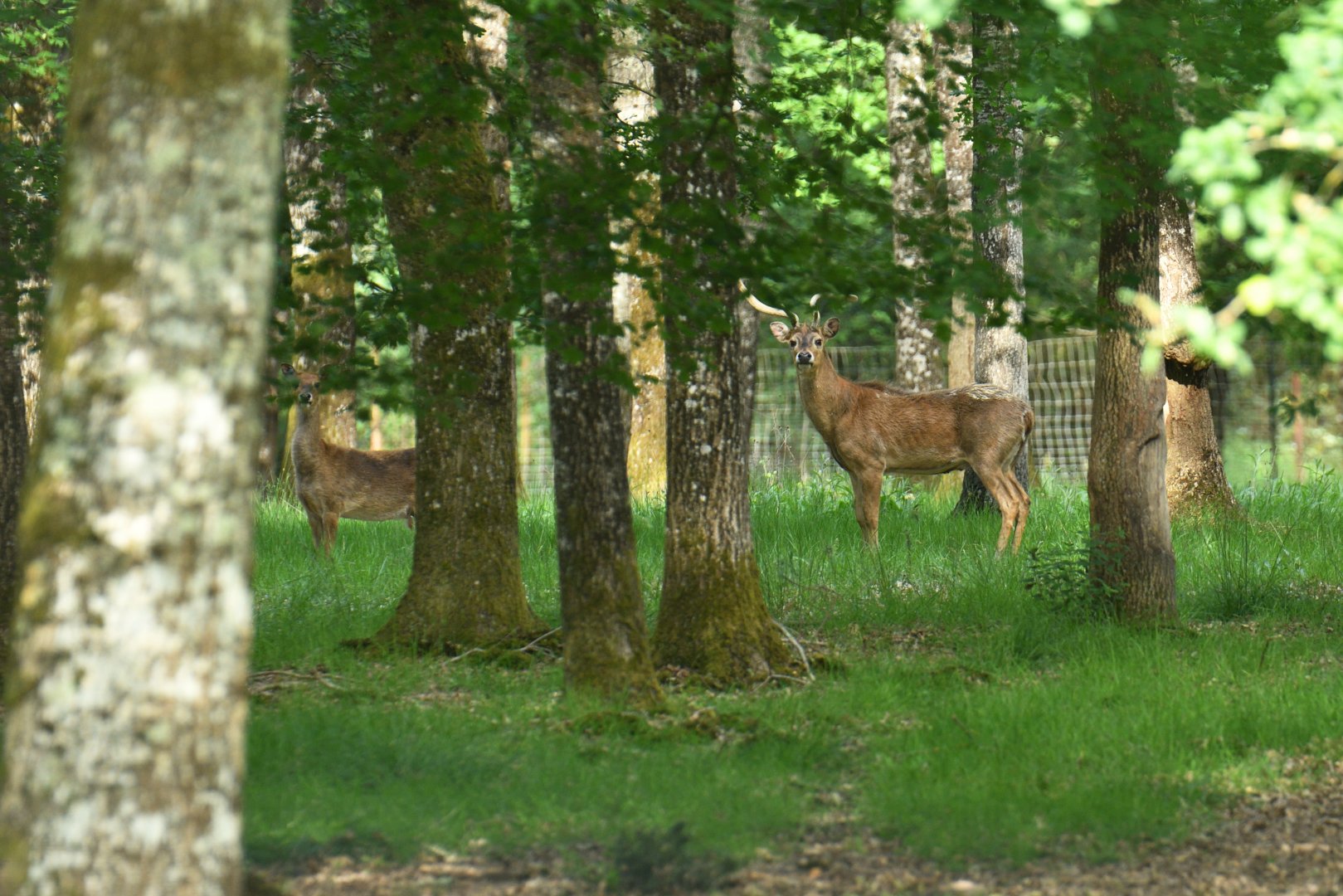 Siamese eld's deer (Rucervus eldii siamensis)