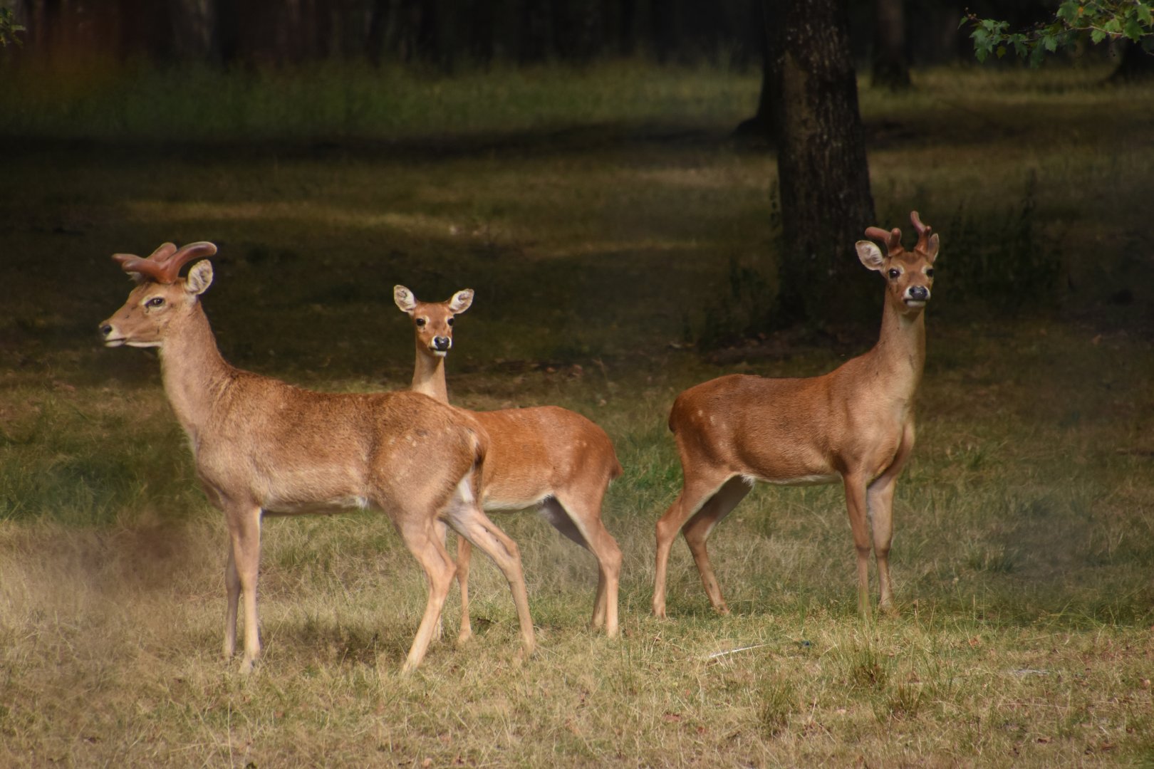 Siamese Eld's Deer