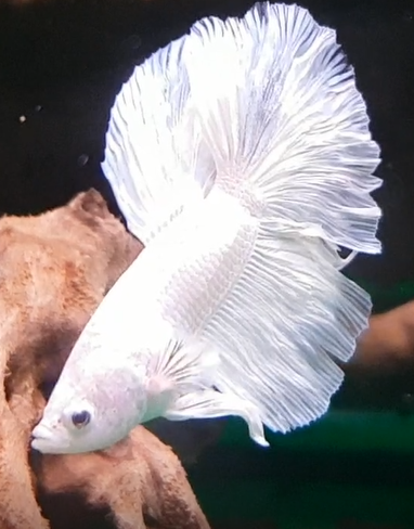 Siamese fighting fish - Betta splendens - White