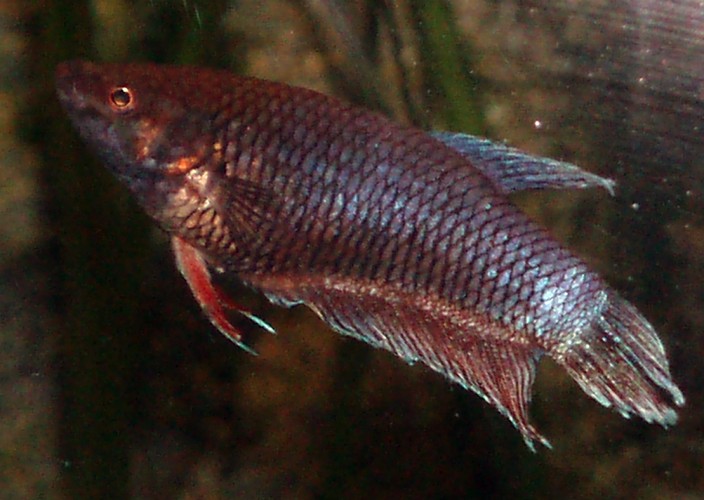 Siamese Fighting Fish (Betta splendens)