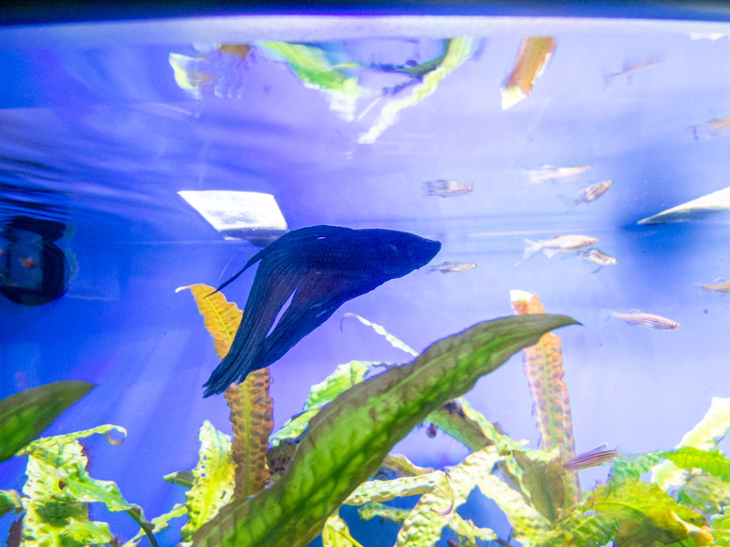 Siamese fighting fish (Betta splendens)