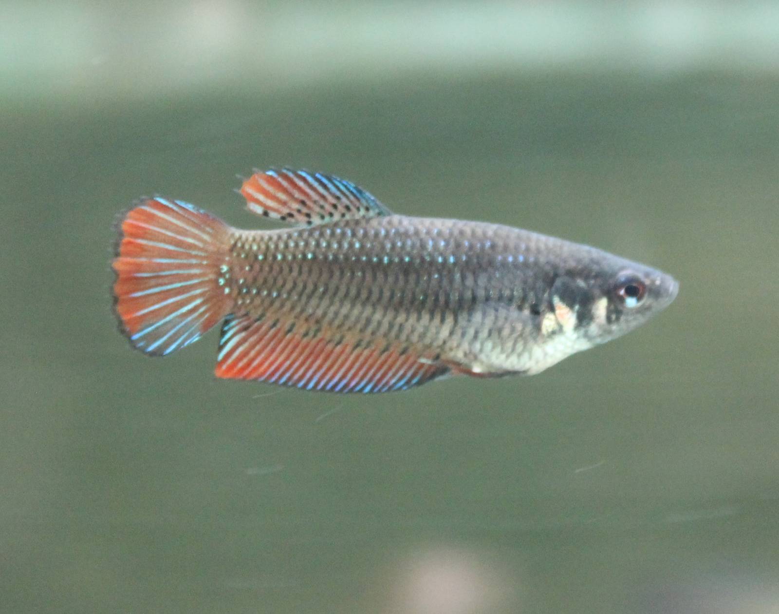Siamese fighting fish