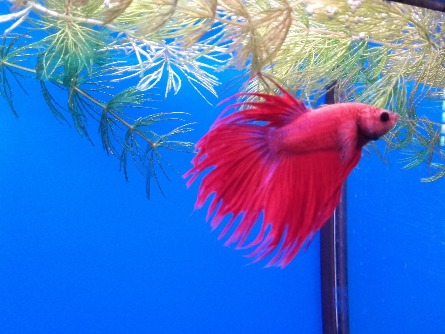Siamese fighting fish