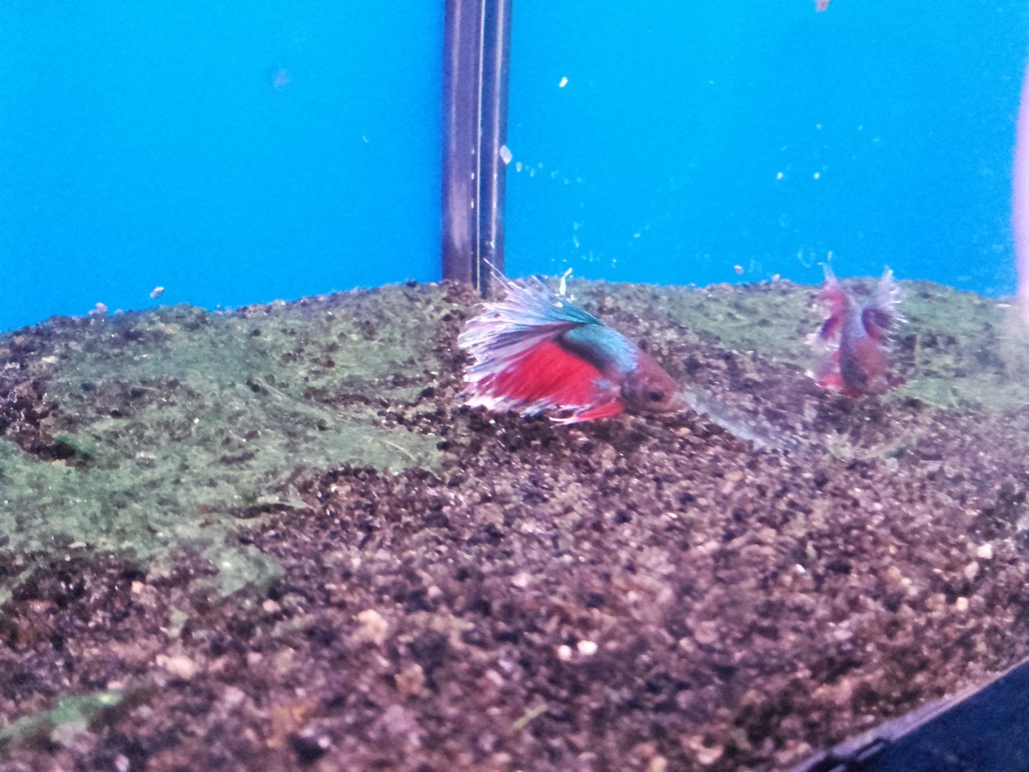 Siamese fighting fish