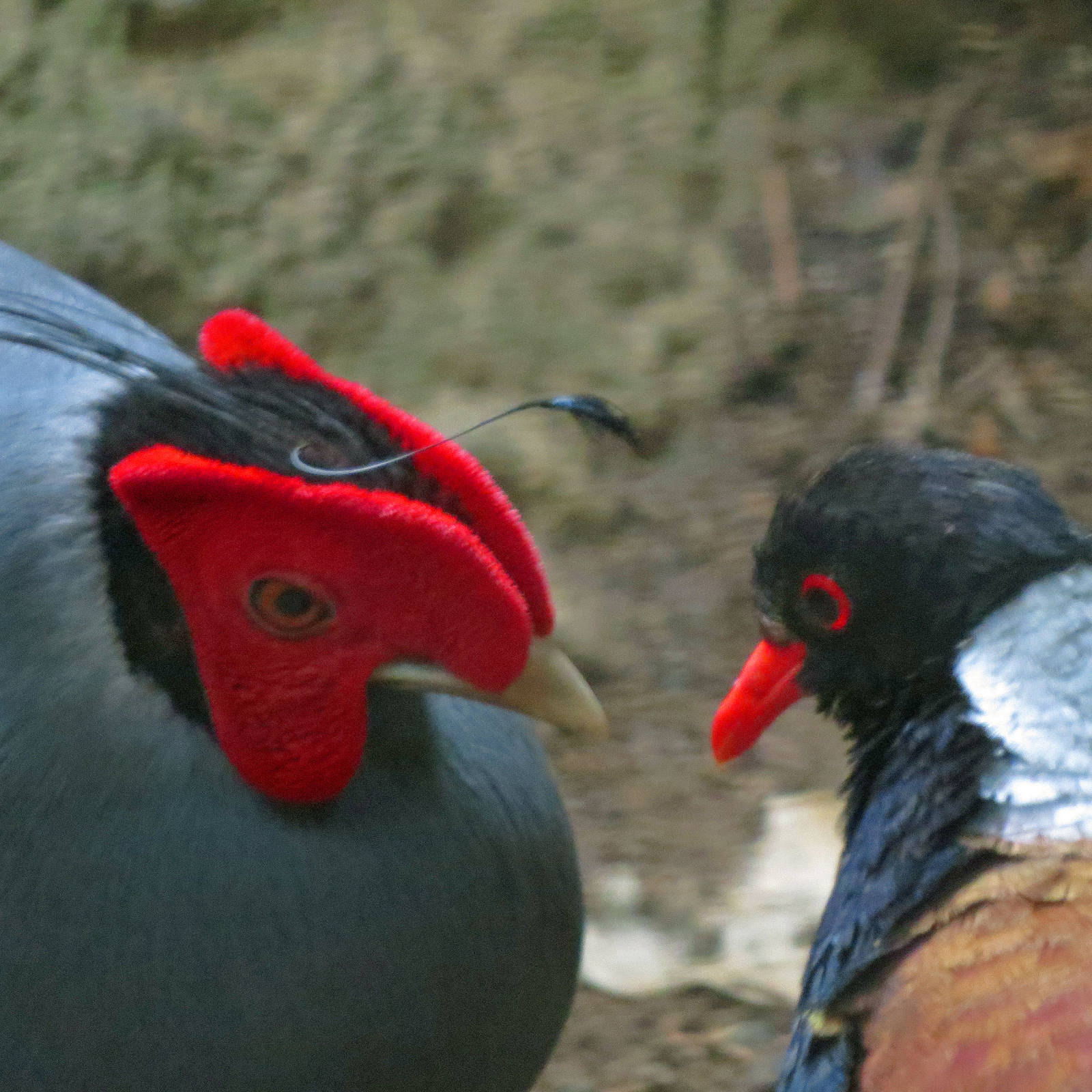 Siamese Fireback and Pheasant Pigeon