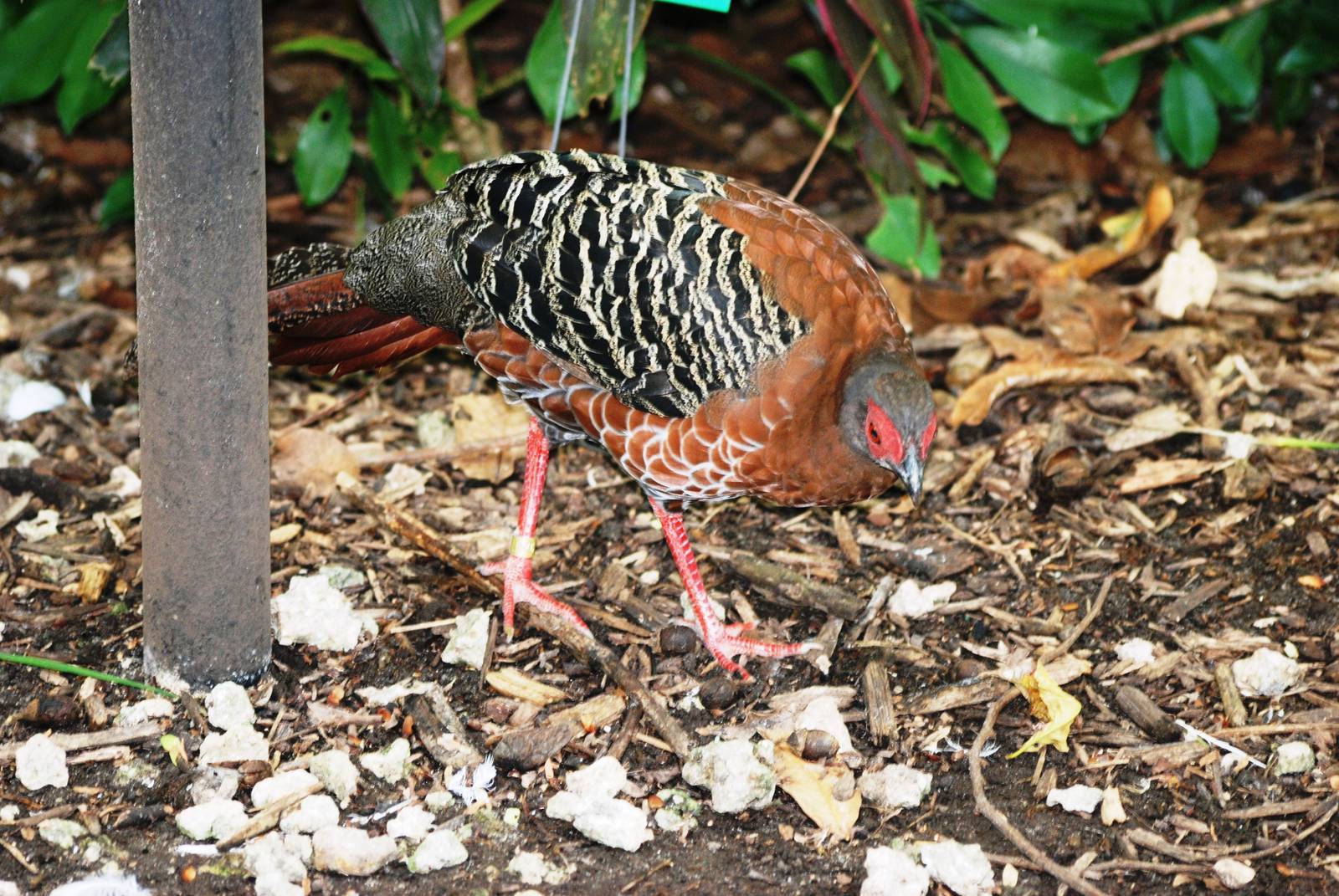 Siamese Fireback at Miami, 12/10/13