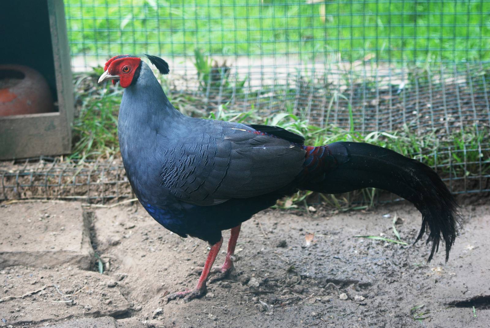 Siamese Fireback at Santillana del Mar, 13/06/15