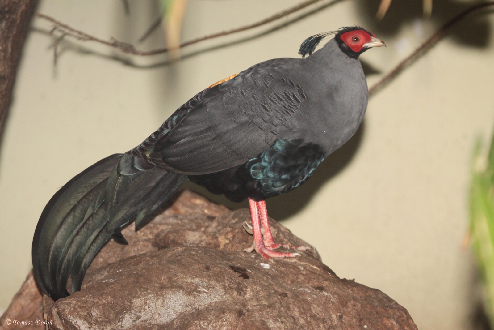 Siamese Fireback (Lophura diardi) male