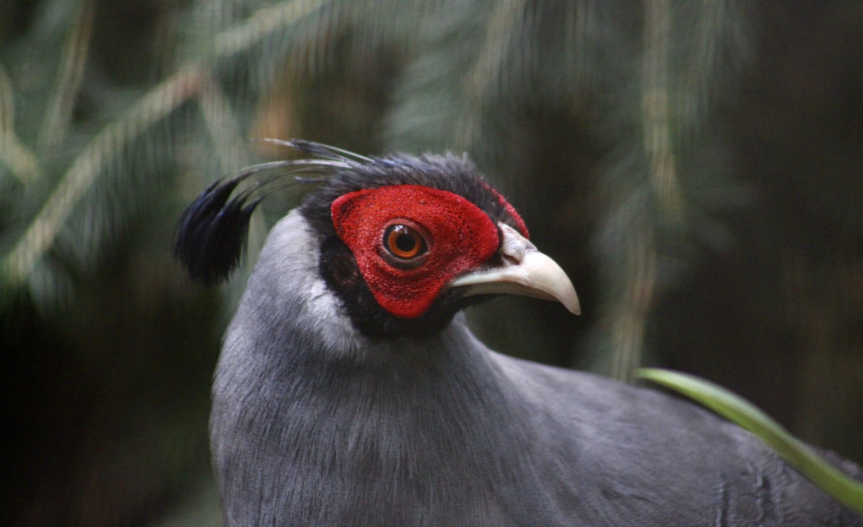 Siamese Fireback (Lophura diardi) male