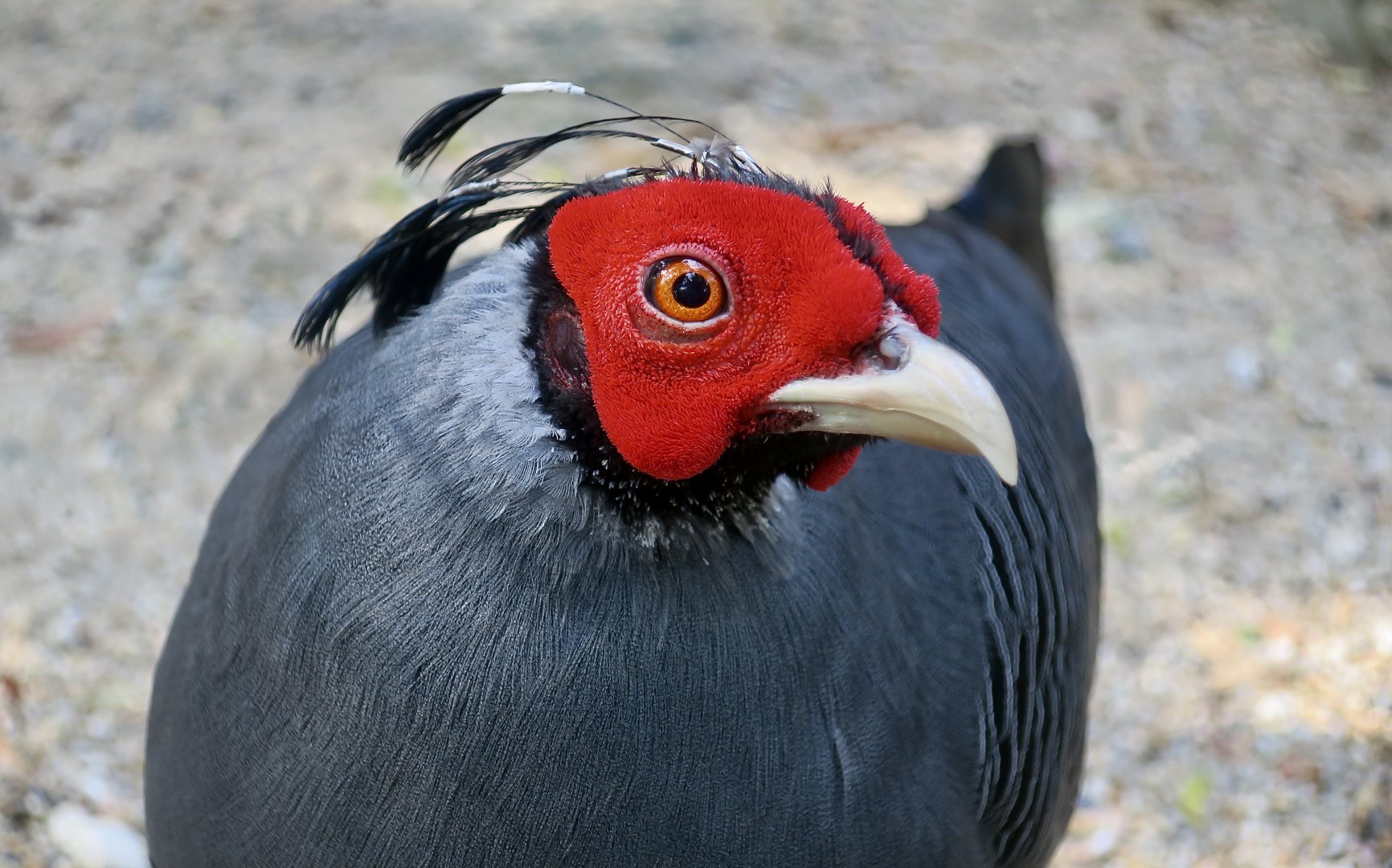 Siamese Fireback (Lophura diardi) male