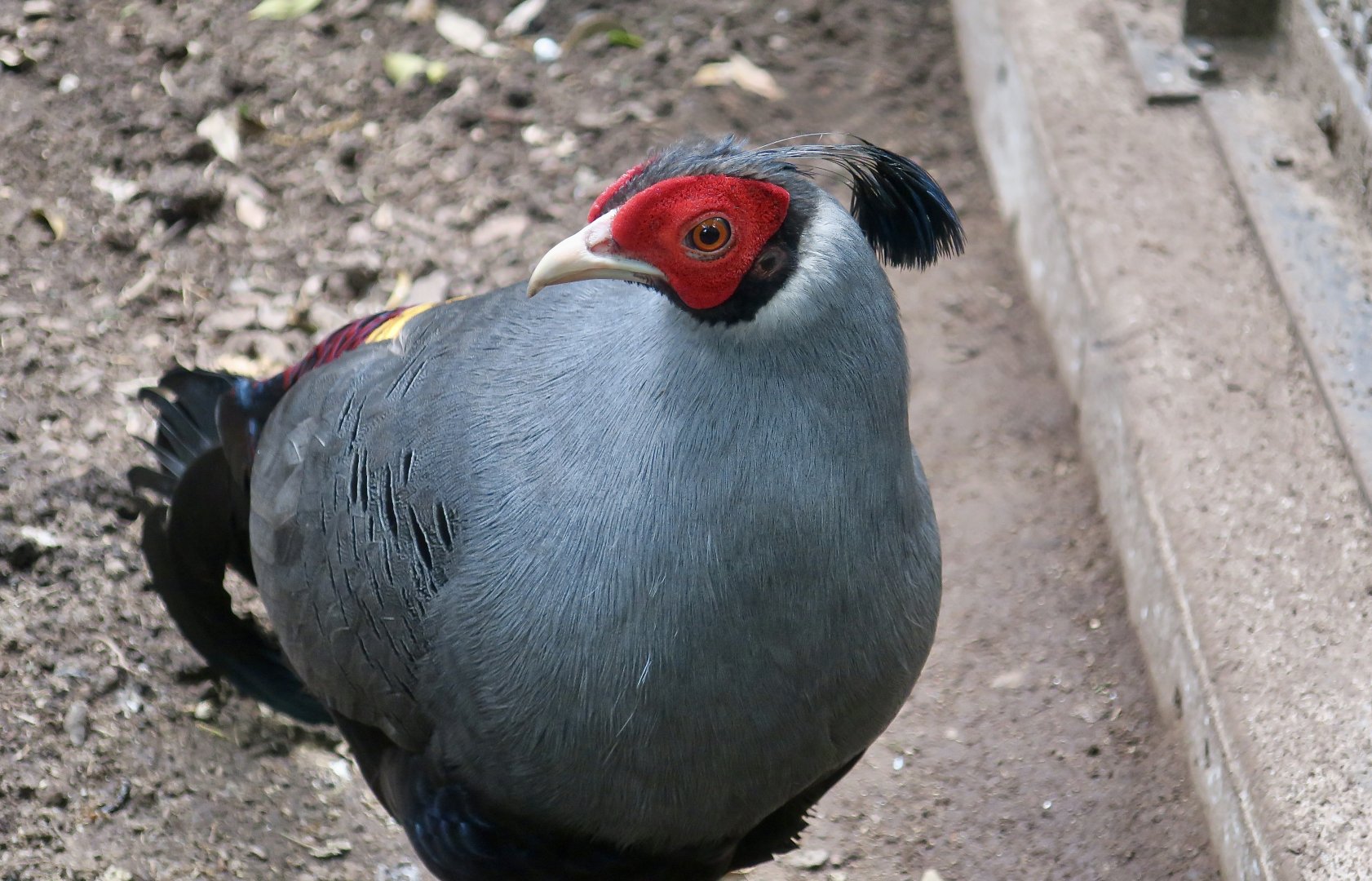 Siamese Fireback (Lophura diardi) male