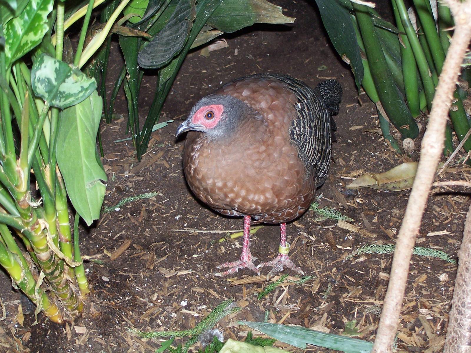 Siamese Fireback (Lophura diardi)