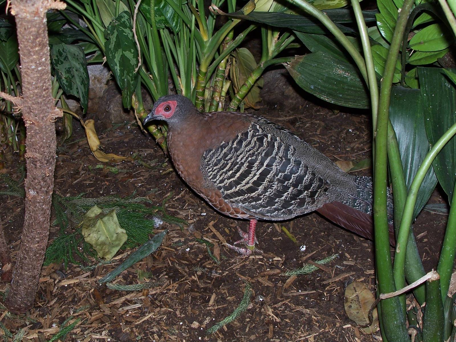 Siamese Fireback (Lophura diardi)