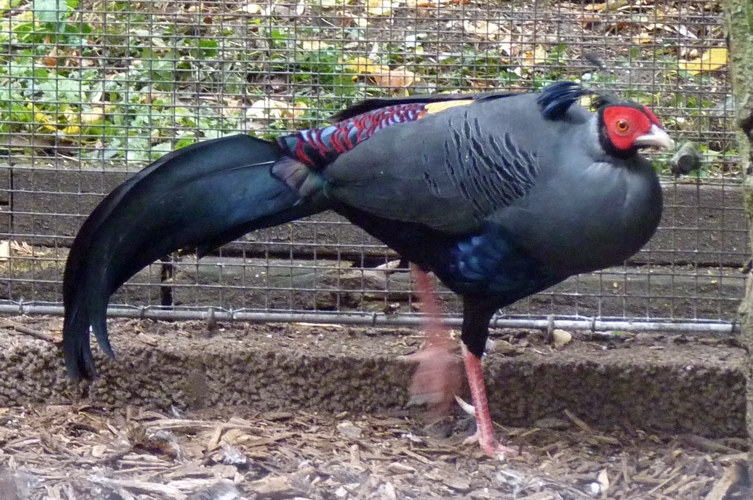 Siamese fireback (Lophura diardi)