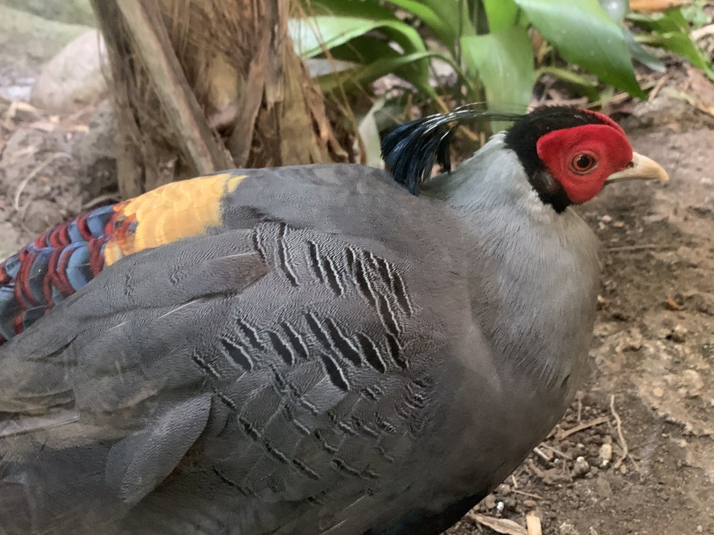 Siamese Fireback (Lophura diardi)