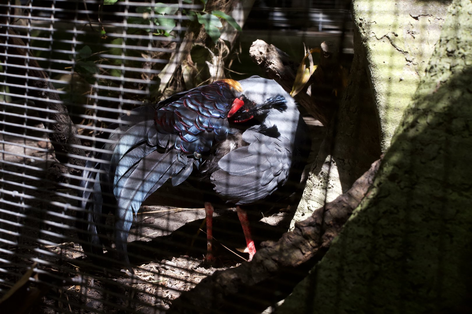 Siamese fireback/ Lophura diardi