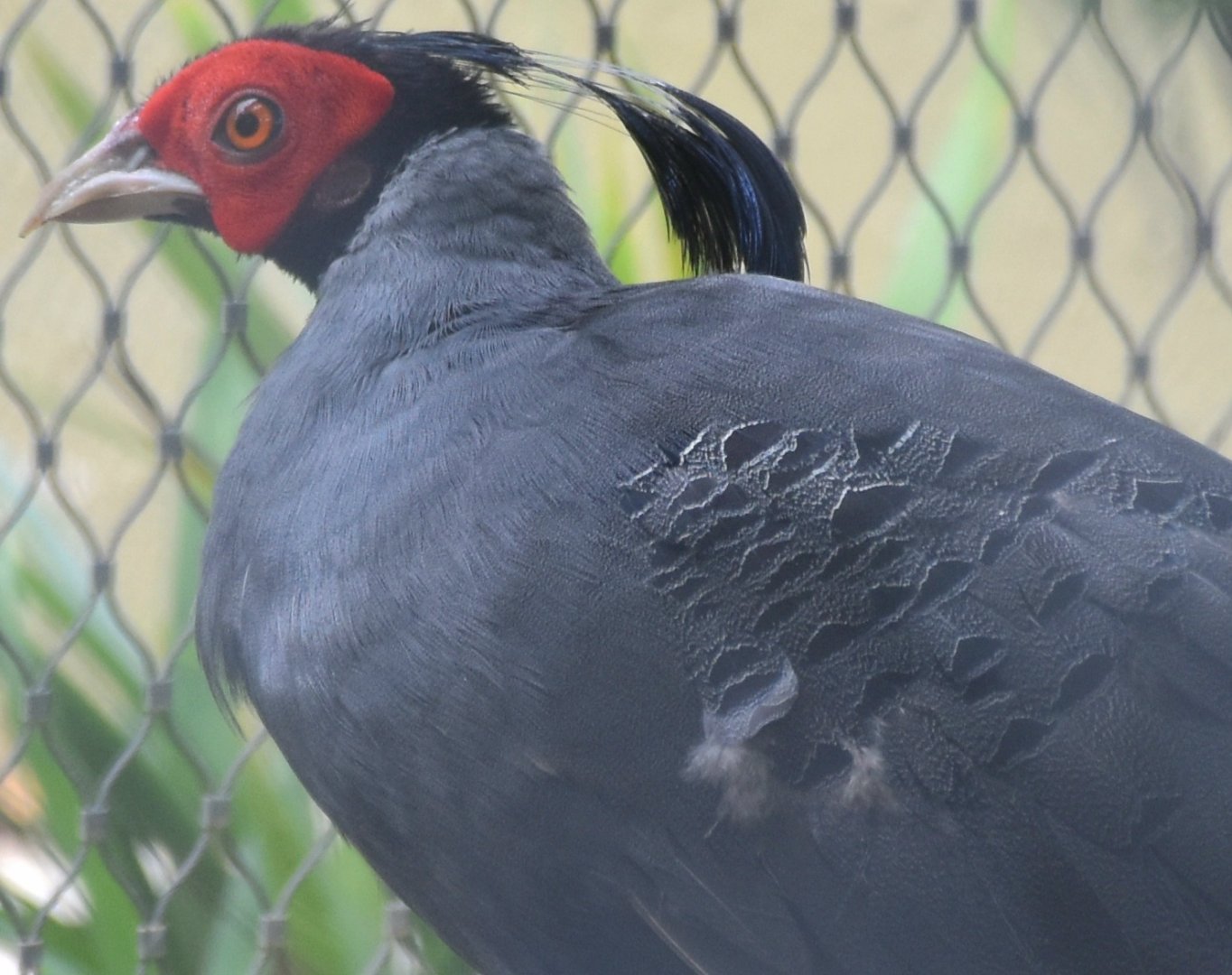 Siamese Fireback (Lophura diardi)