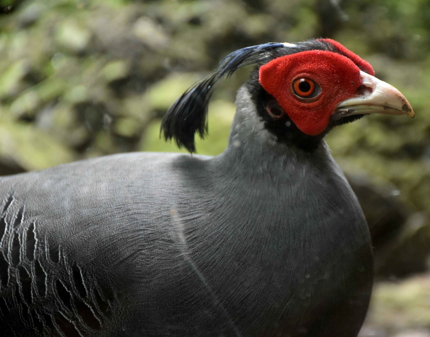 Siamese Fireback (Lophura diardi)