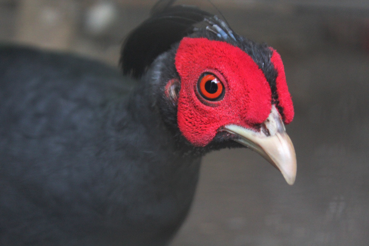 Siamese fireback (Lophura diardi)