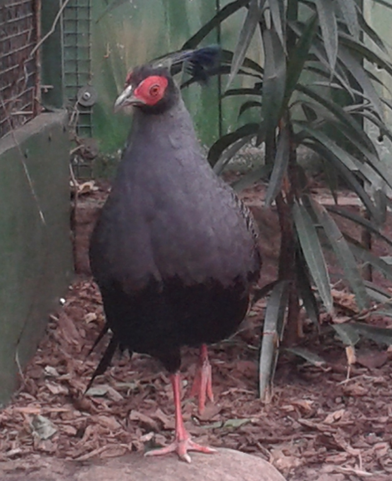 Siamese fireback male