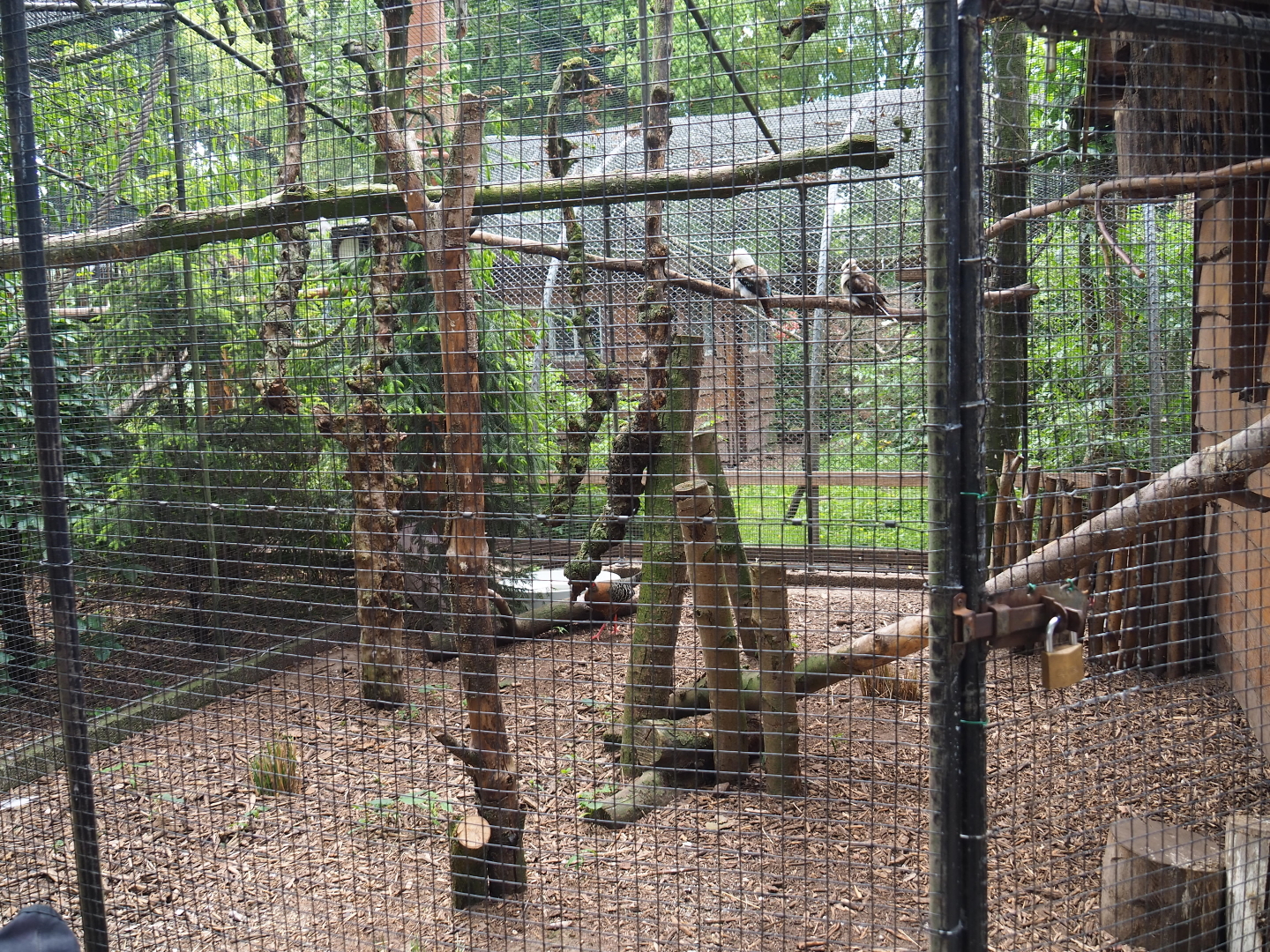 Siamese fireback pheasant and Laughing kookaburra aviary, 2019-05-25