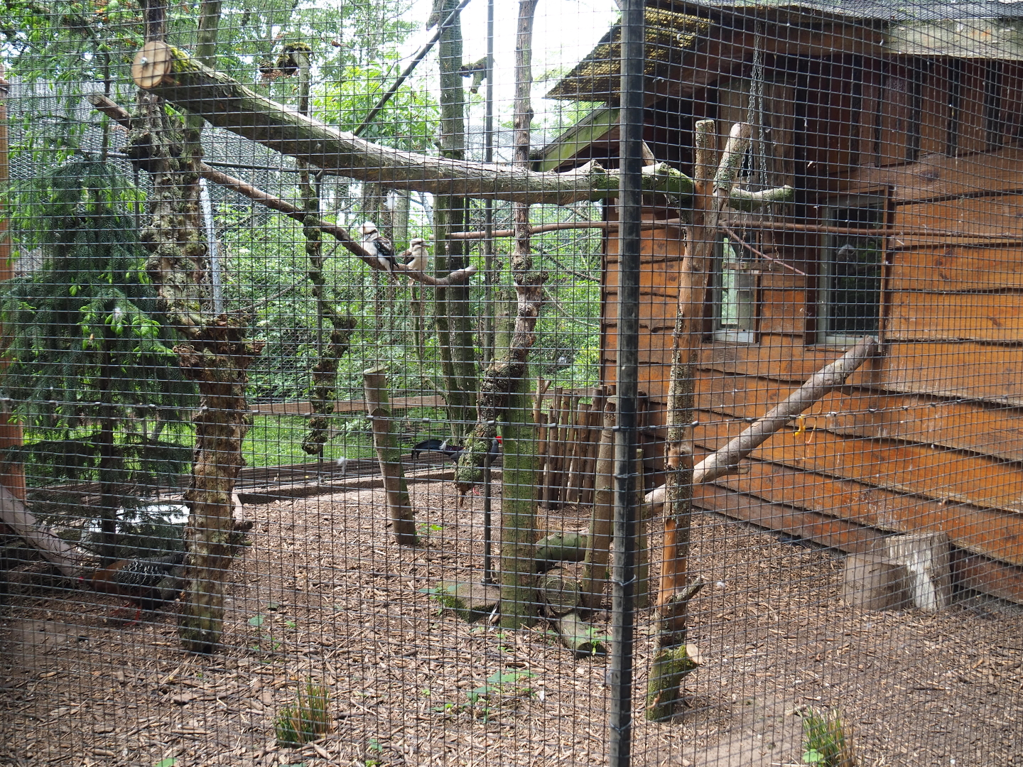 Siamese fireback pheasant and Laughing kookaburra aviary, 2019-05-25