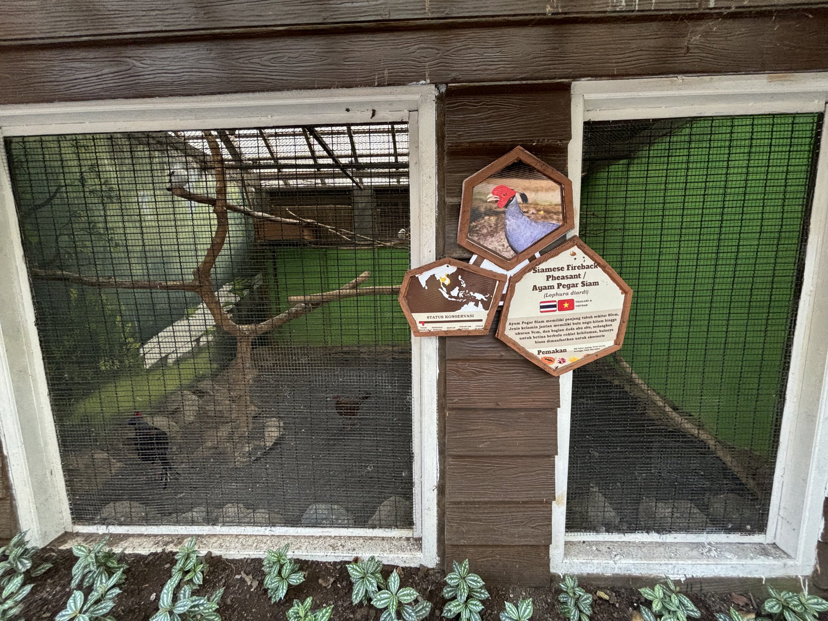 Siamese Fireback Pheasant Aviary