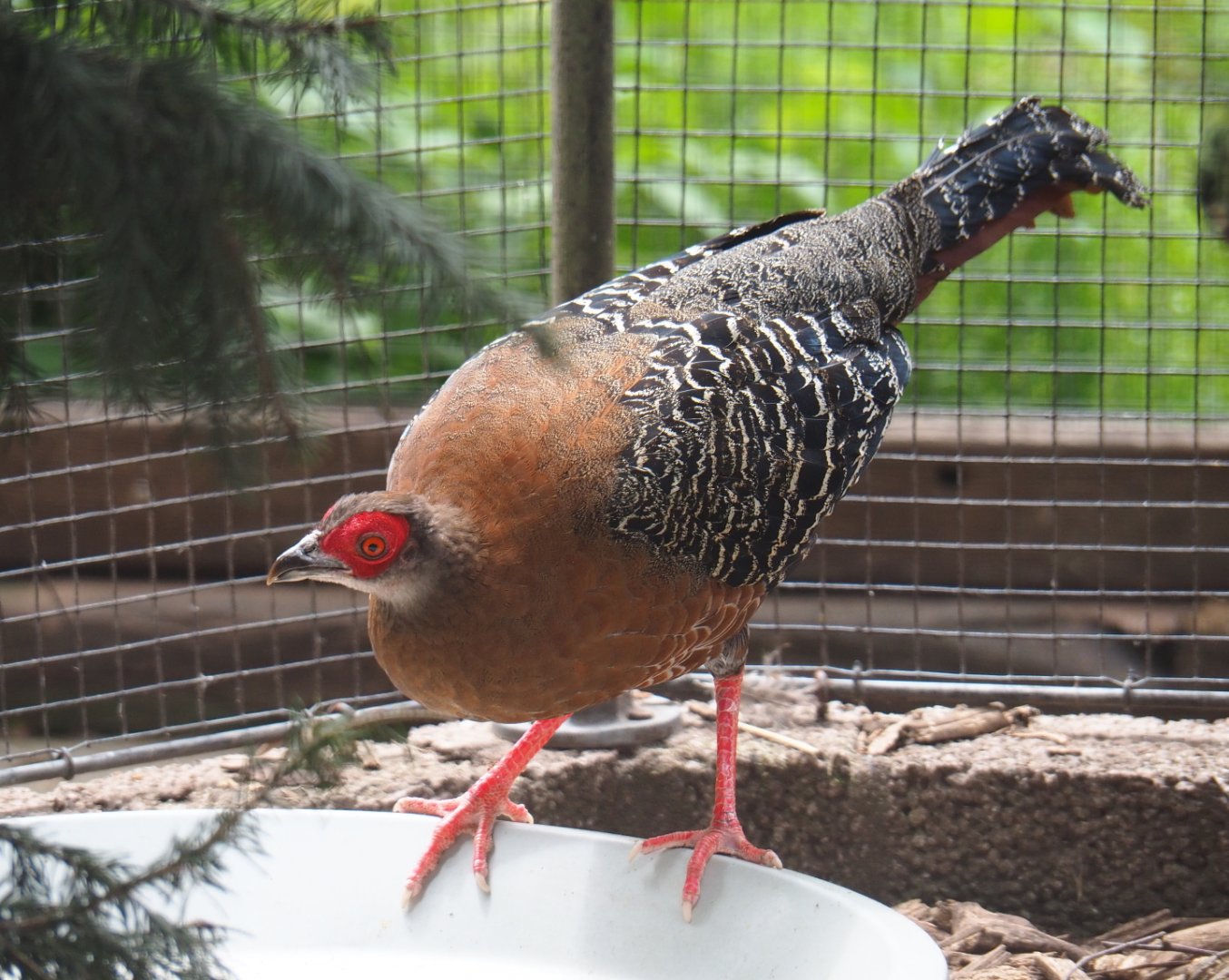 Siamese fireback pheasant hen (Lophura diardi), 2019-05-25