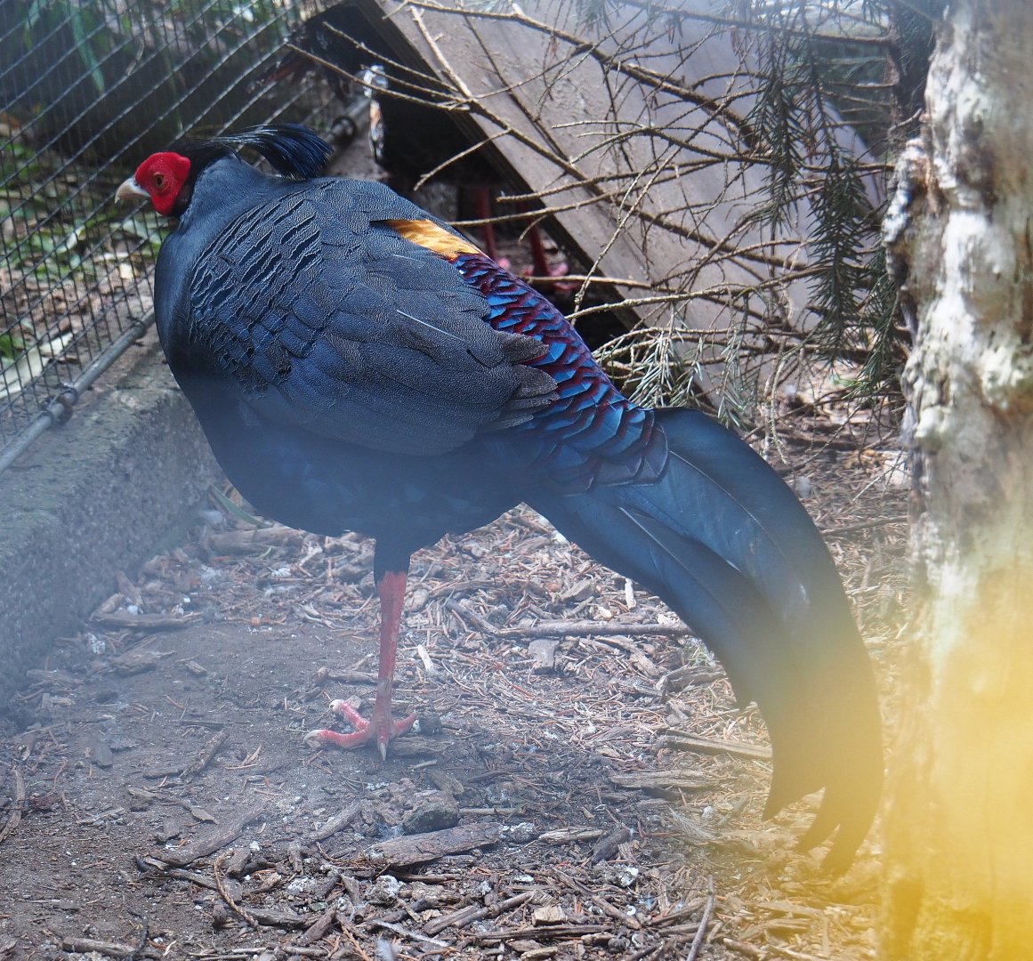 Siamese fireback pheasant rooster (Lophura diardi), 2019-05-25
