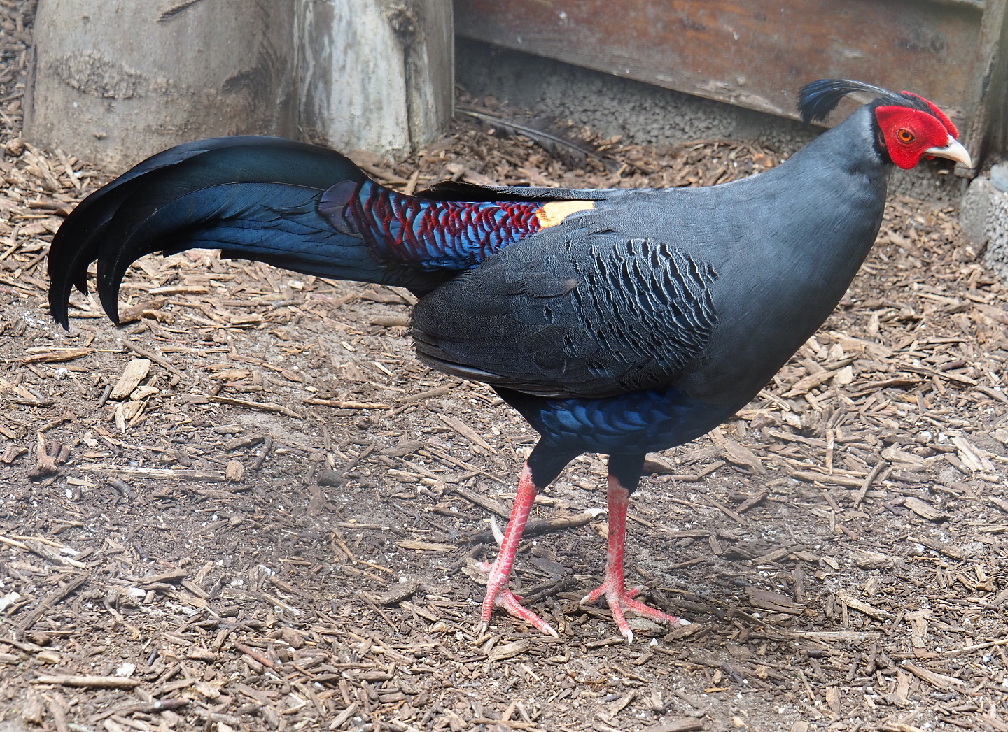 Siamese fireback pheasant rooster (Lophura diardi), 2019-05-25