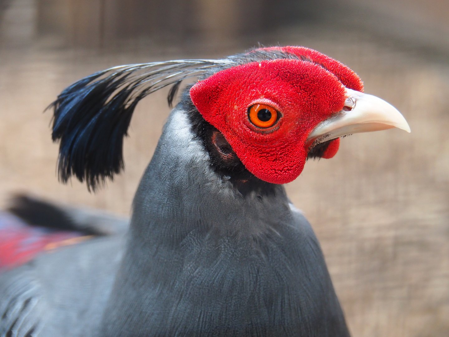Siamese fireback pheasant rooster (Lophura diardi), 2019-05-25