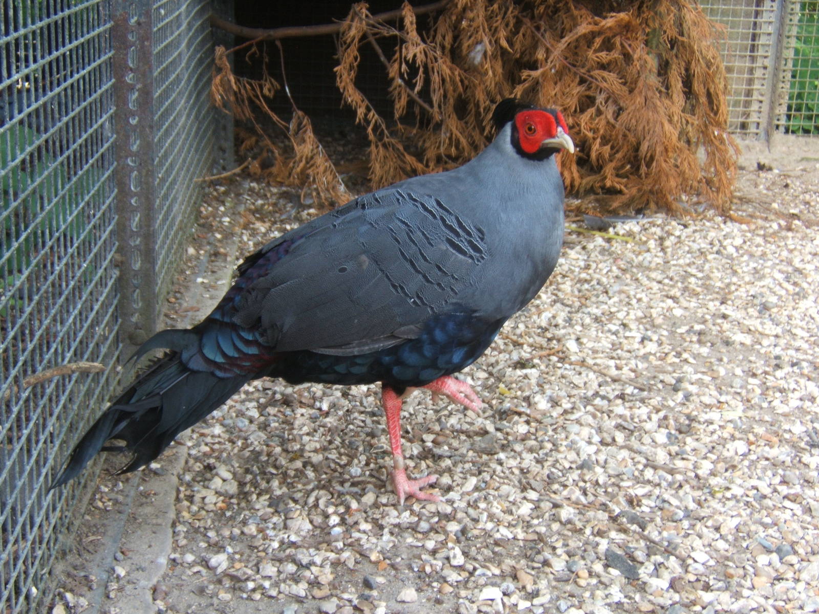 Siamese Fireback Pheasant