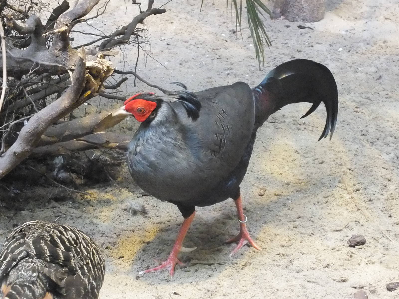 Siamese Fireback Pheasant