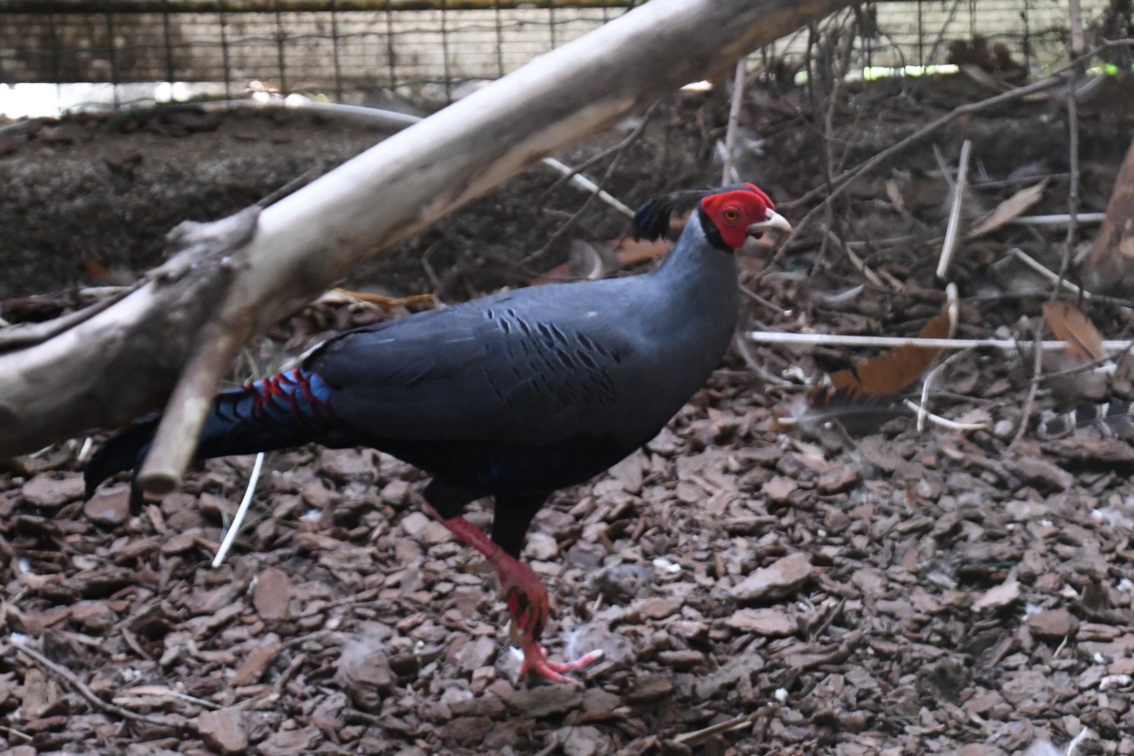 Siamese Fireback (Zoo Lourosa)
