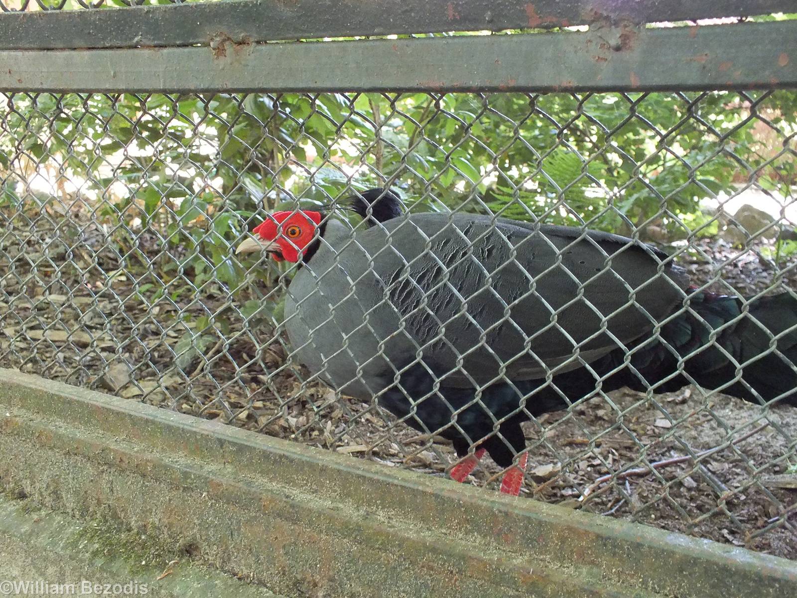 Siamese Fireback