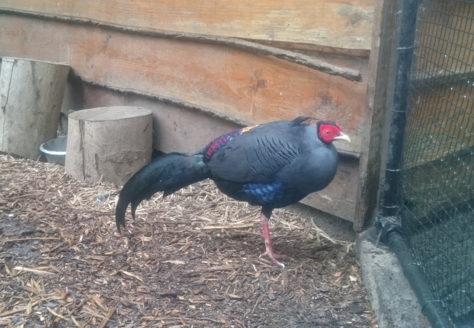 Siamese fireback