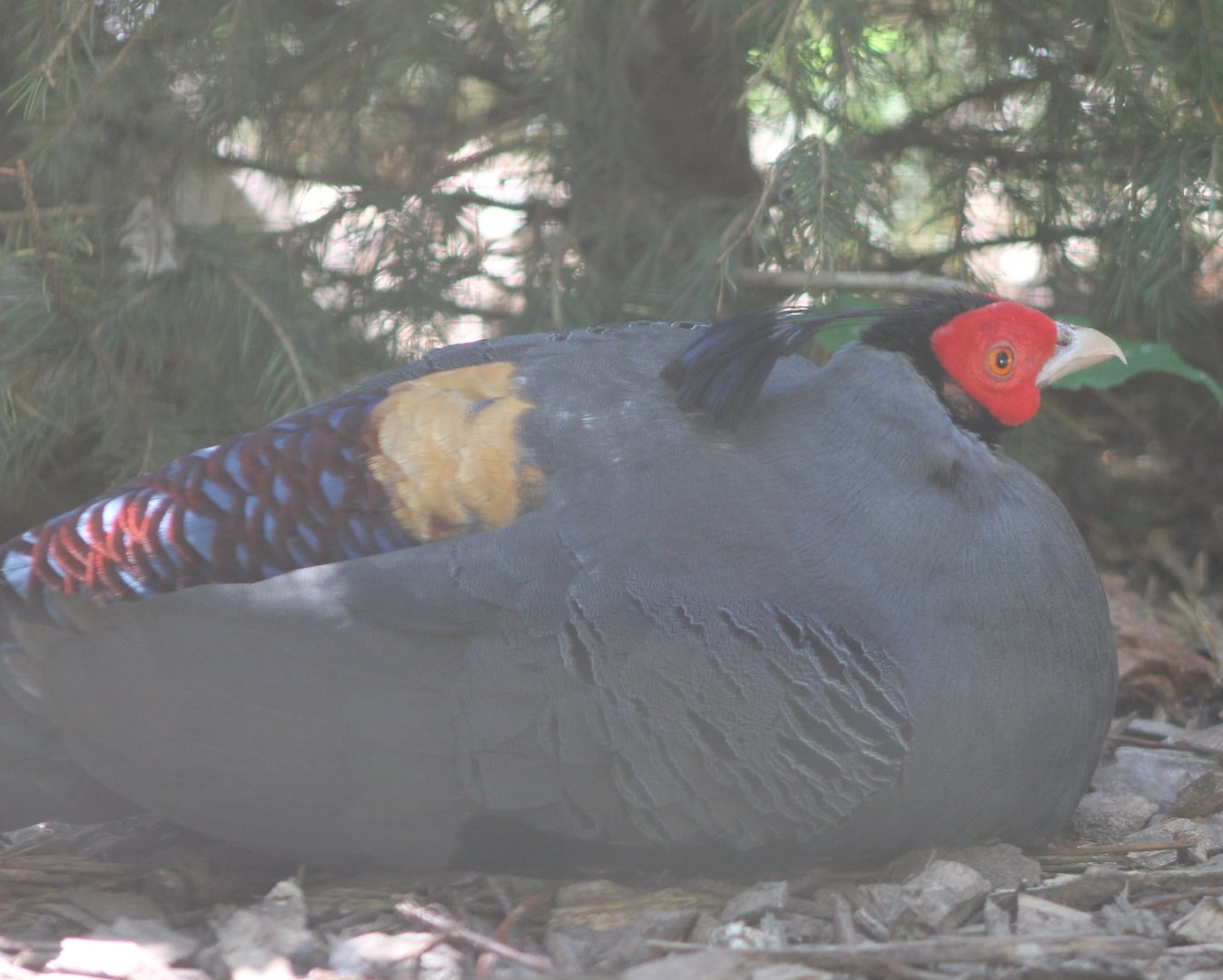 Siamese fireback