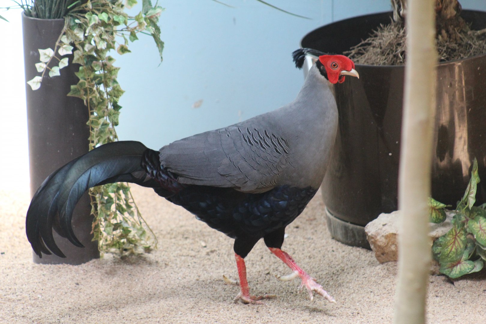 Siamese Fireback