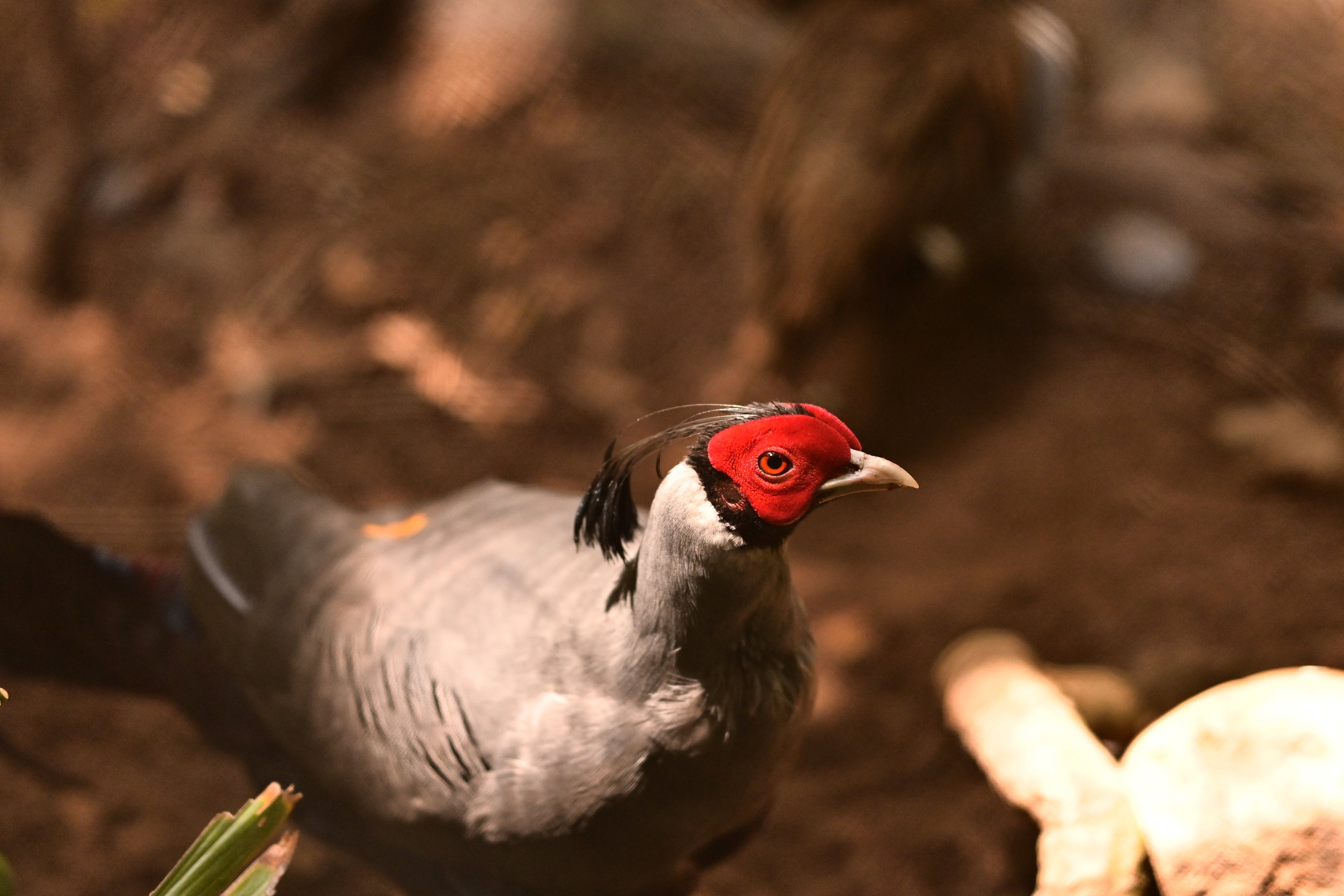 Siamese Fireback