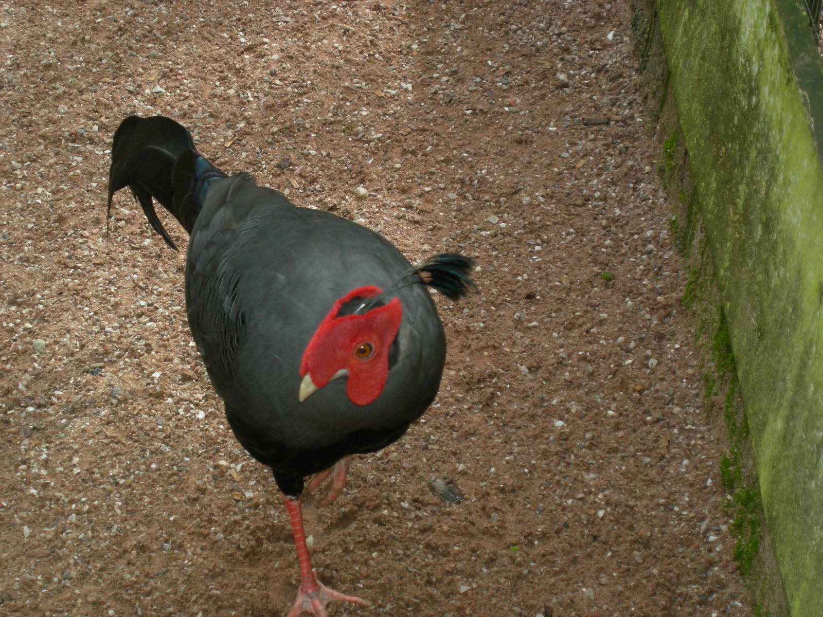 Siamese Fireback