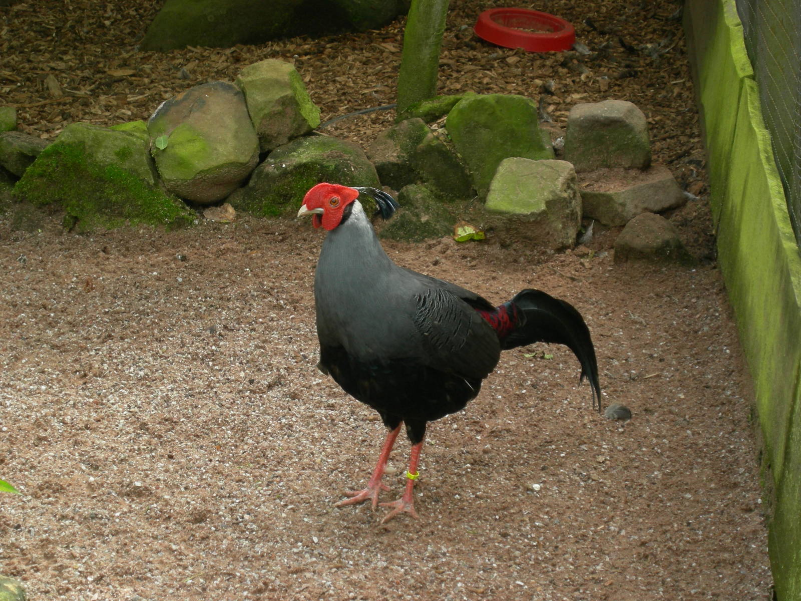 Siamese Fireback