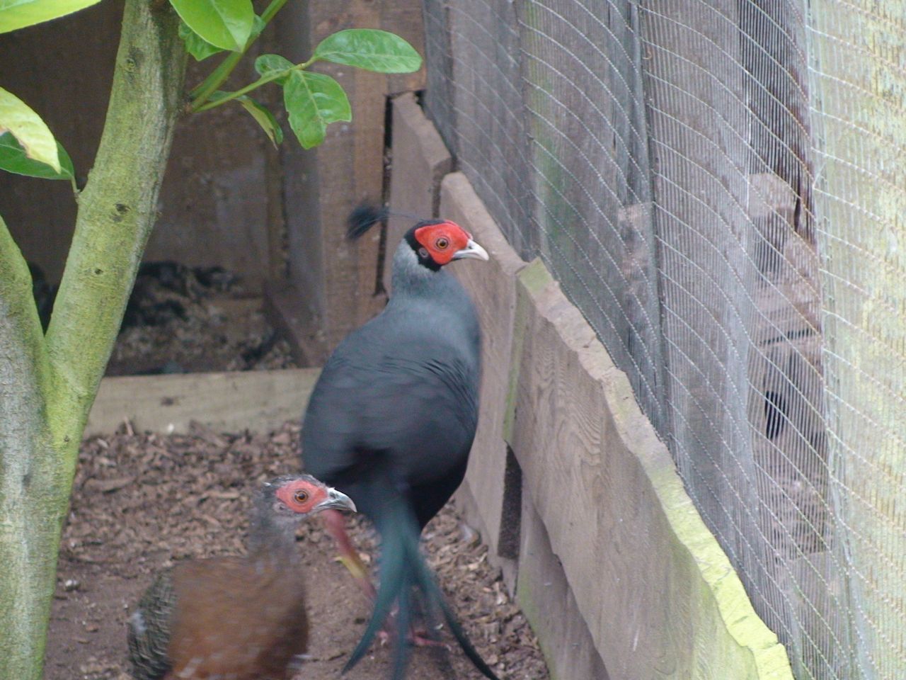 Siamese Fireback