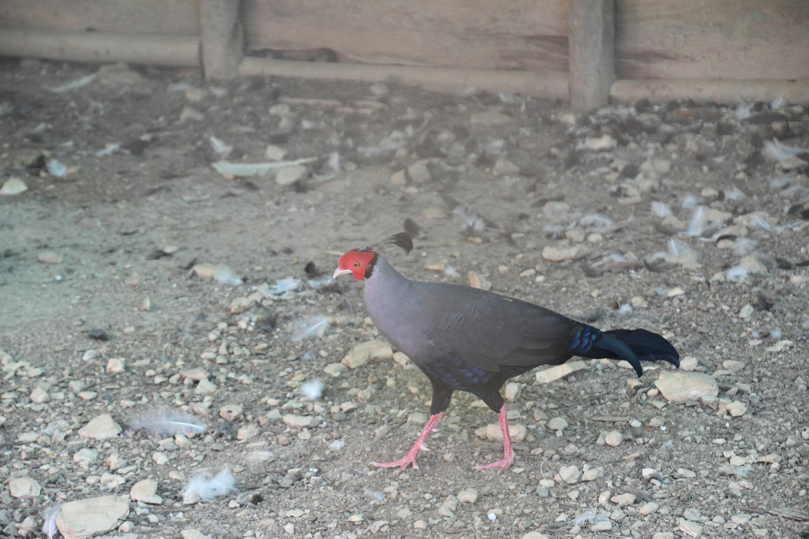 Siamese Fireback