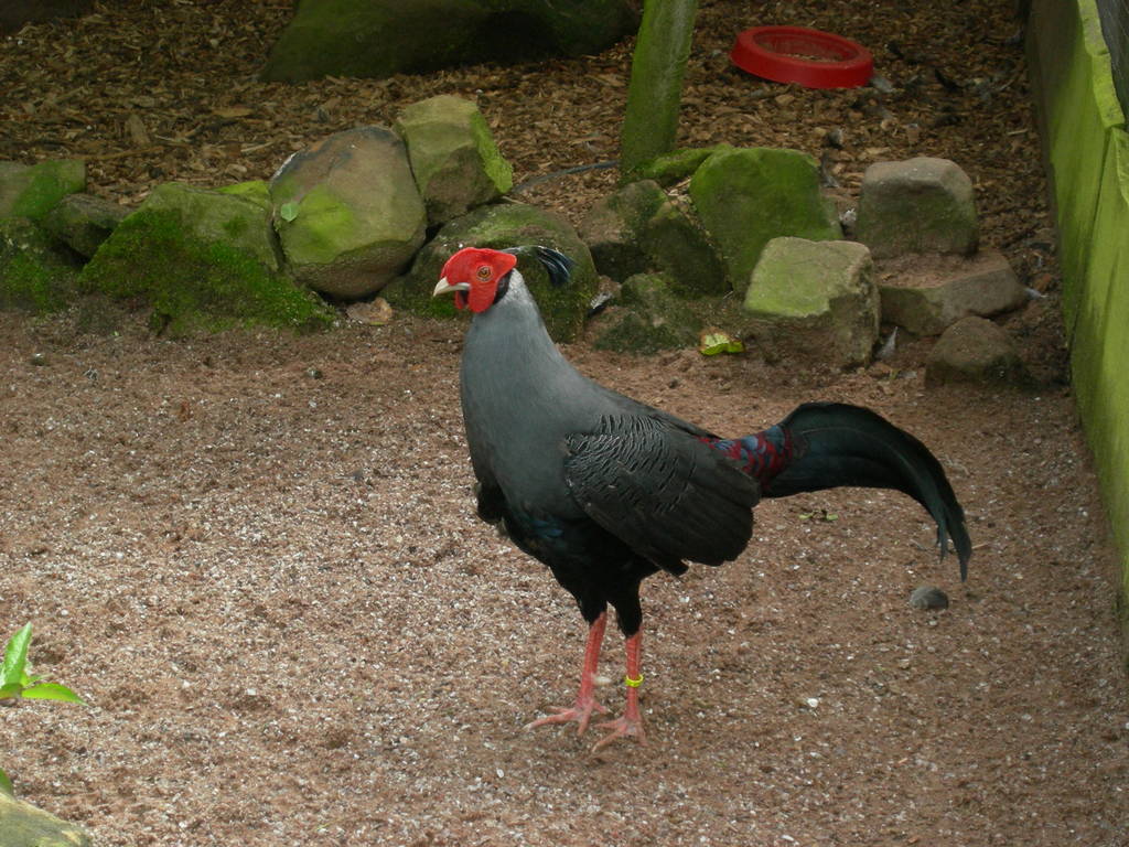 Siamese fireback