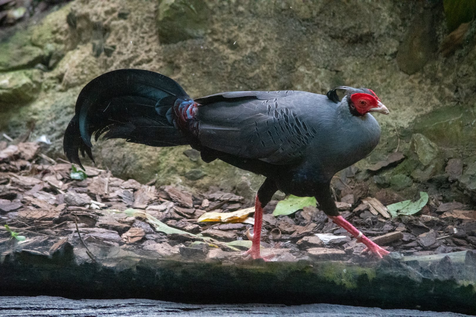 Siamese Fireback