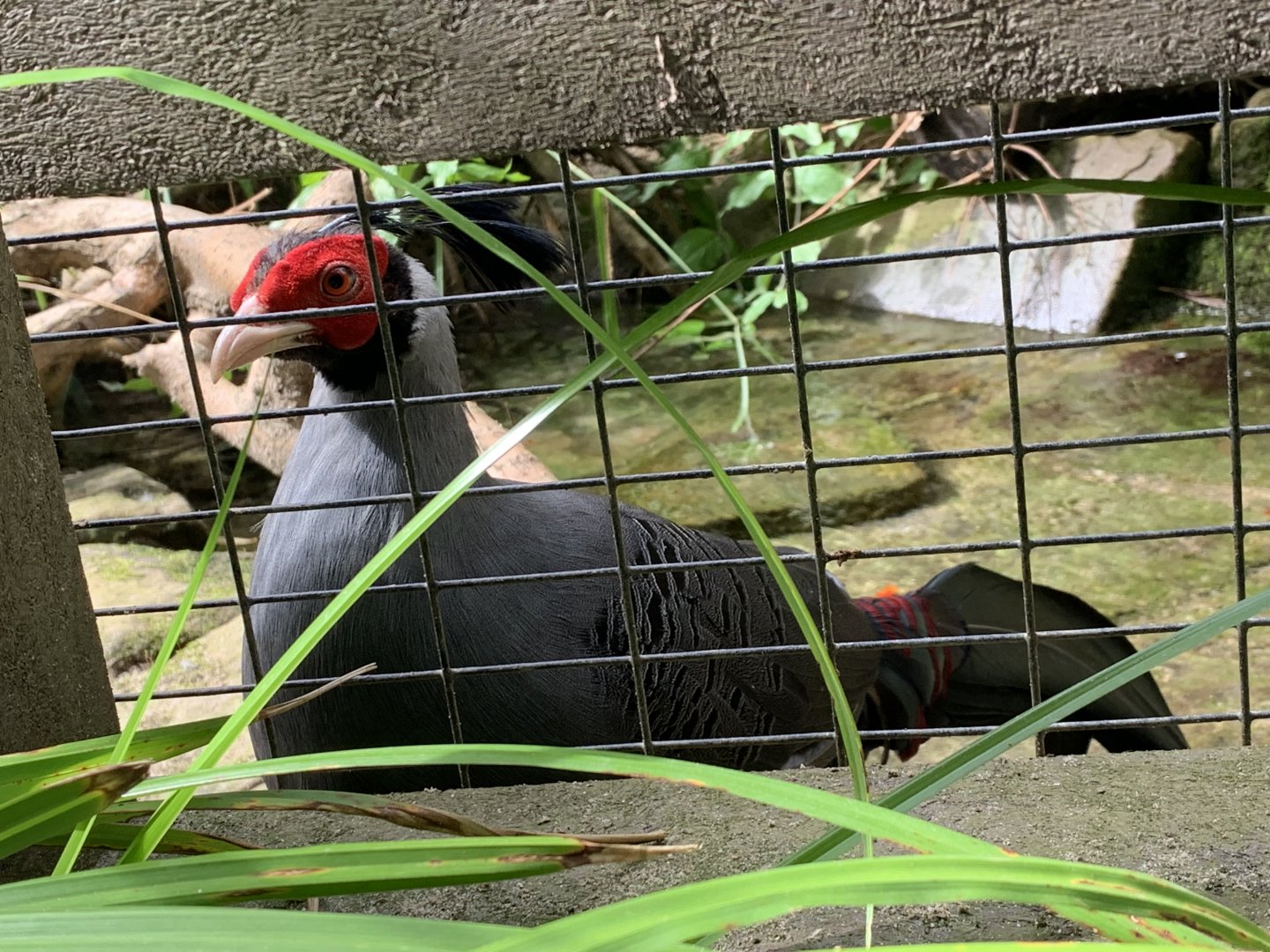 Siamese fireback