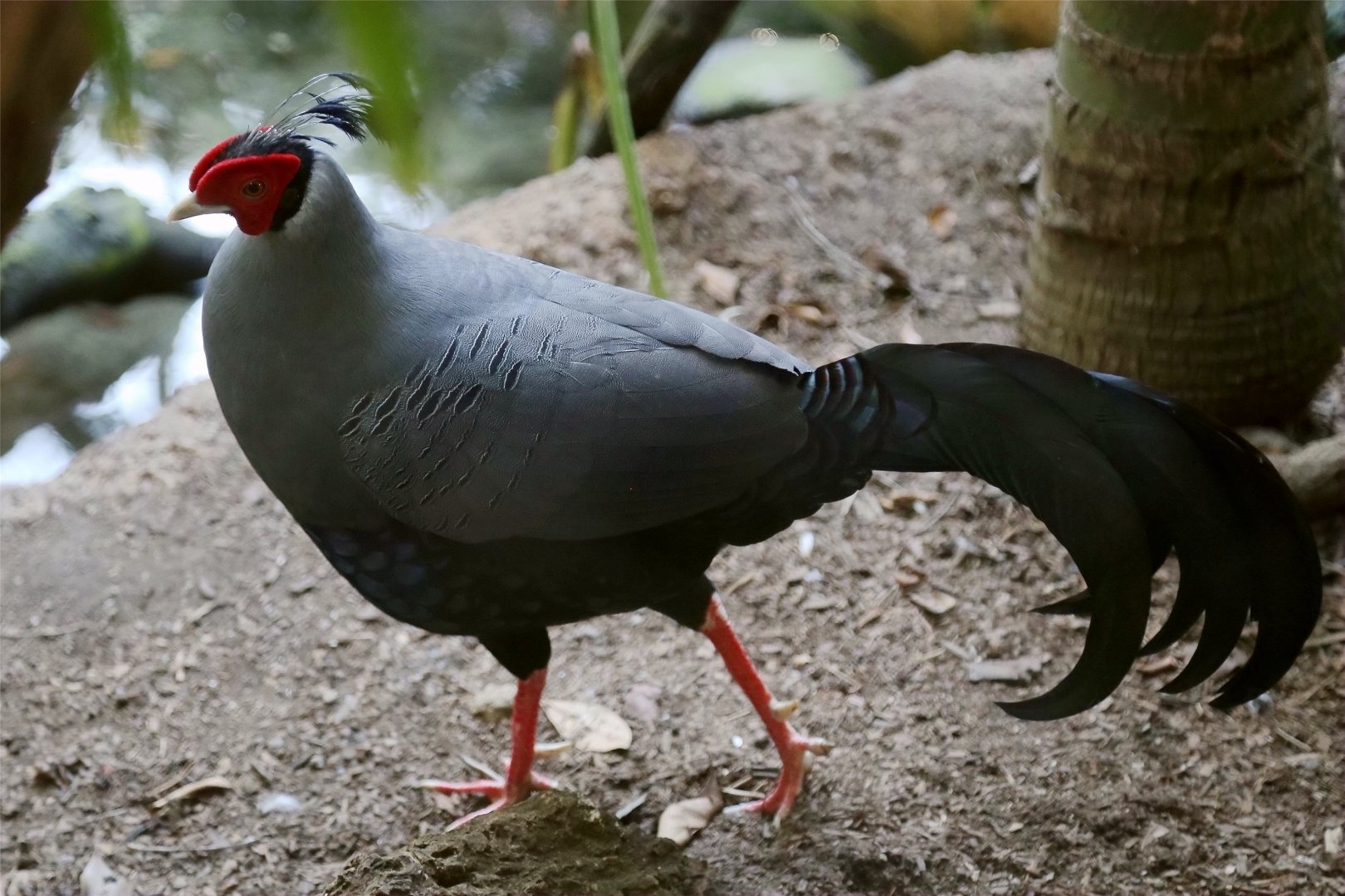 Siamese Fireback