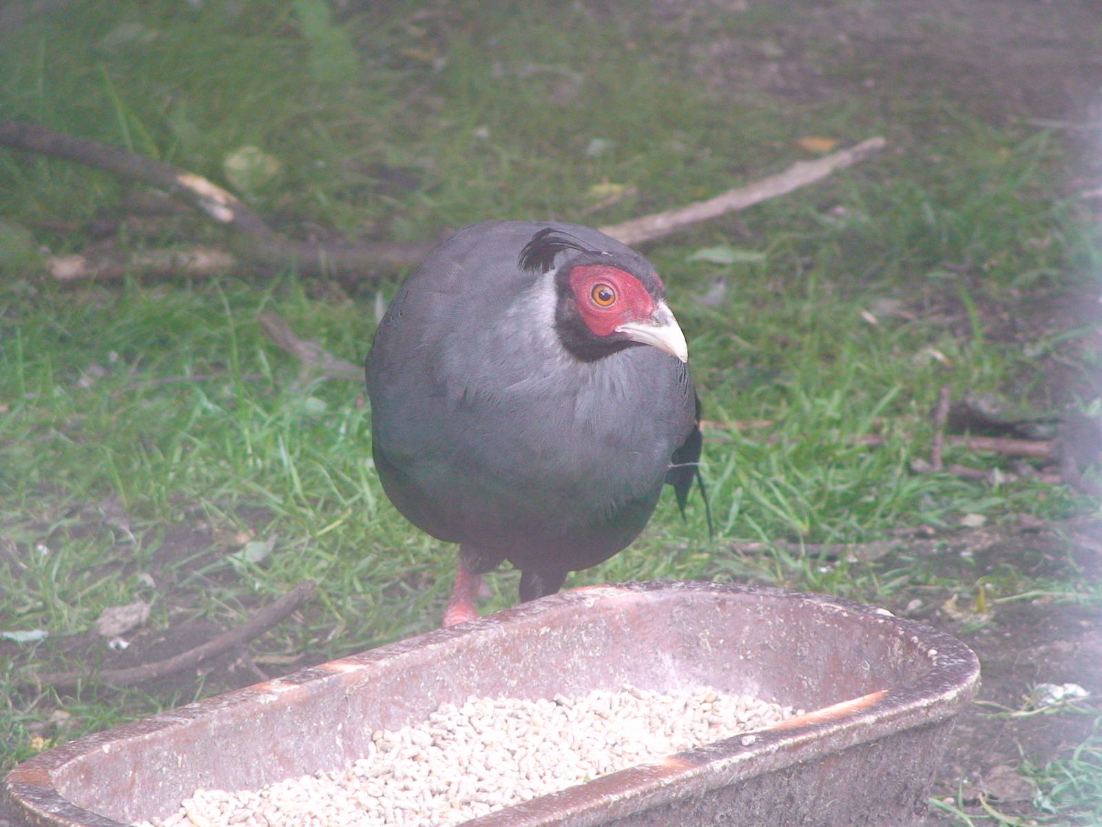 Siamese Fireback