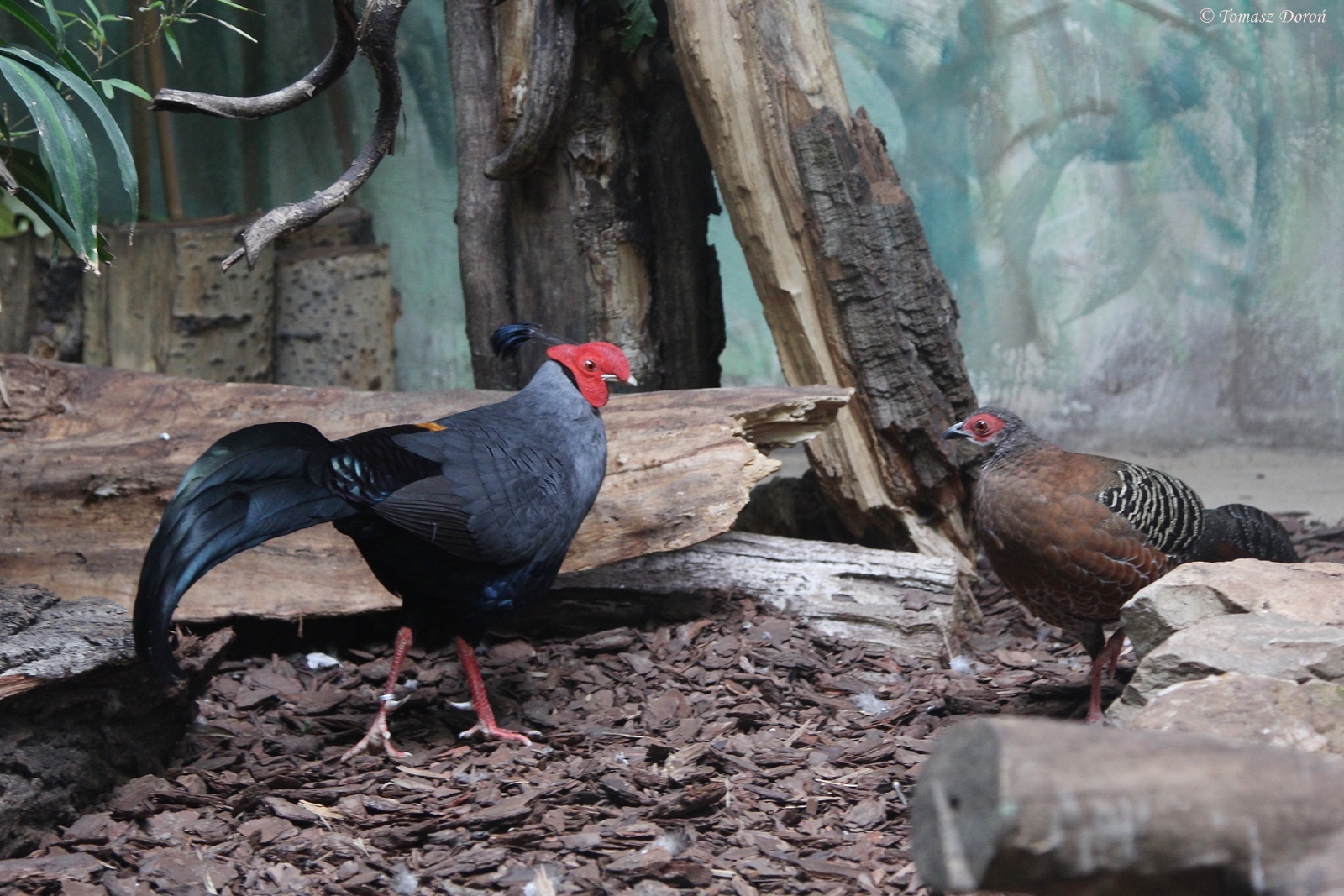 Siamese Firebacks (Lophura diardi)