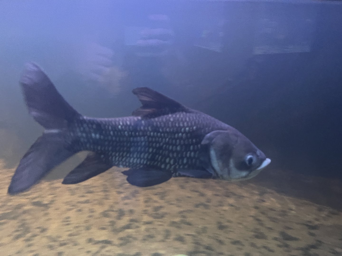 siamese giant barb (catlocarpio siamensis) - dunia air tawar